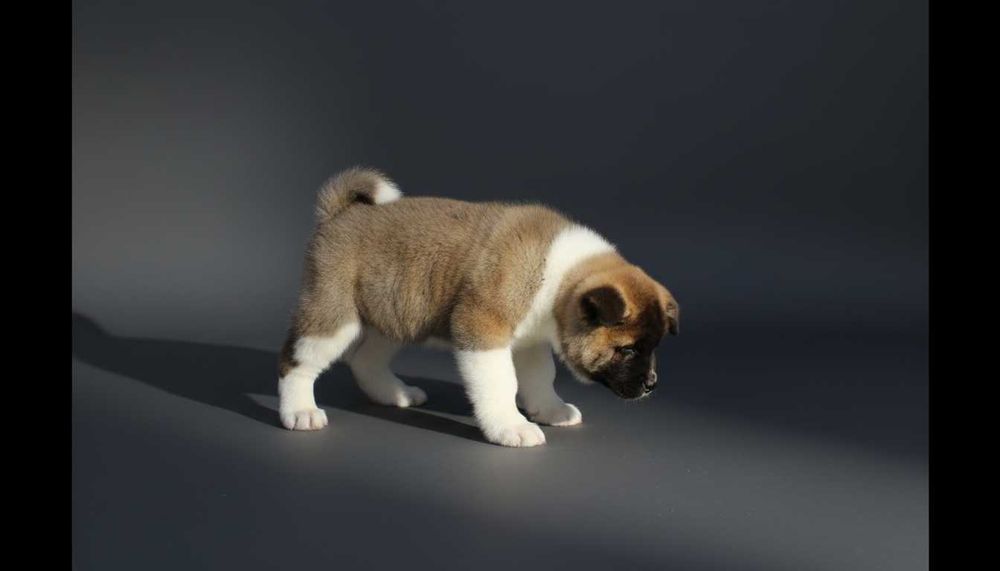 Щенок американской акиты, мальчик