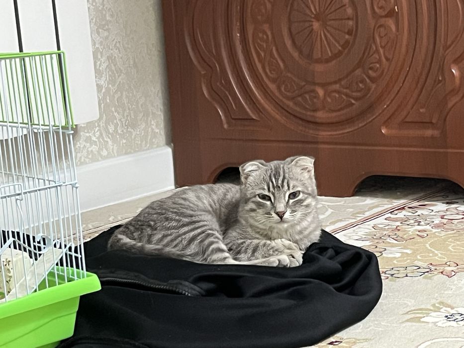 Котята 5 месяца шотландка