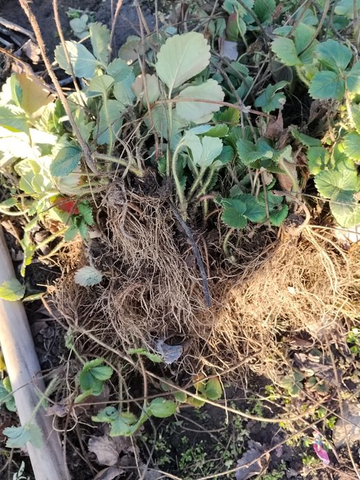 Разсад ягоди Клери и Алба