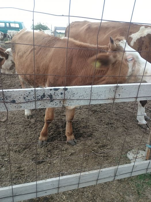 Vând junica baltata