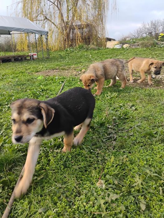 Белгийска овчарка