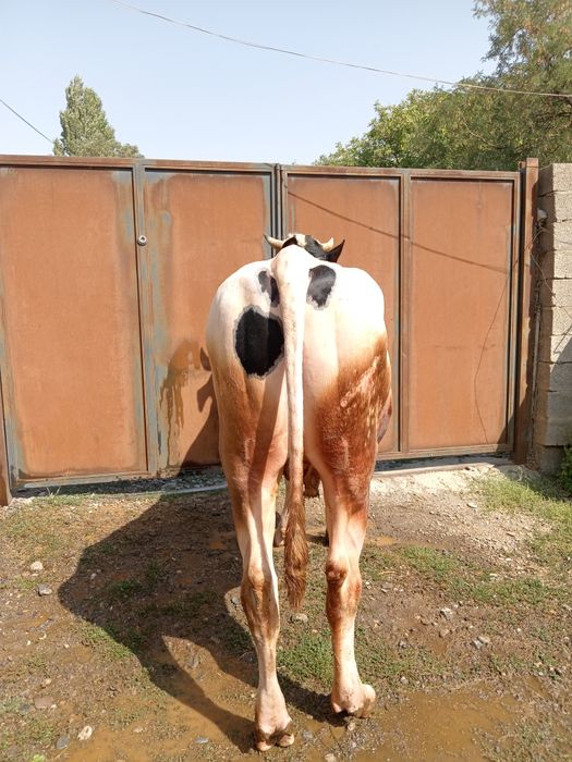 Бұқа бык Голштеин