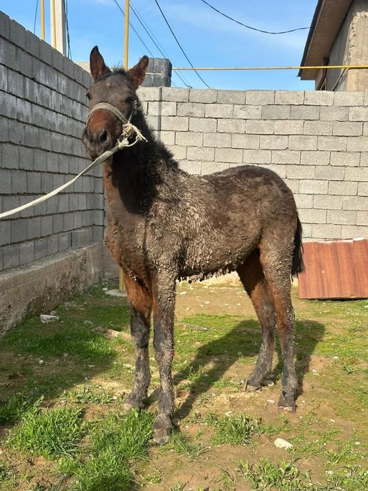 полторашка сатылады