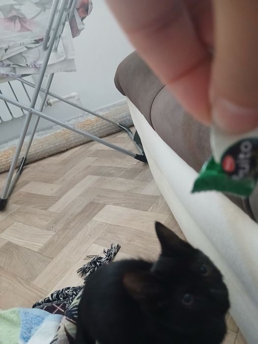 Котенок в добрые руки