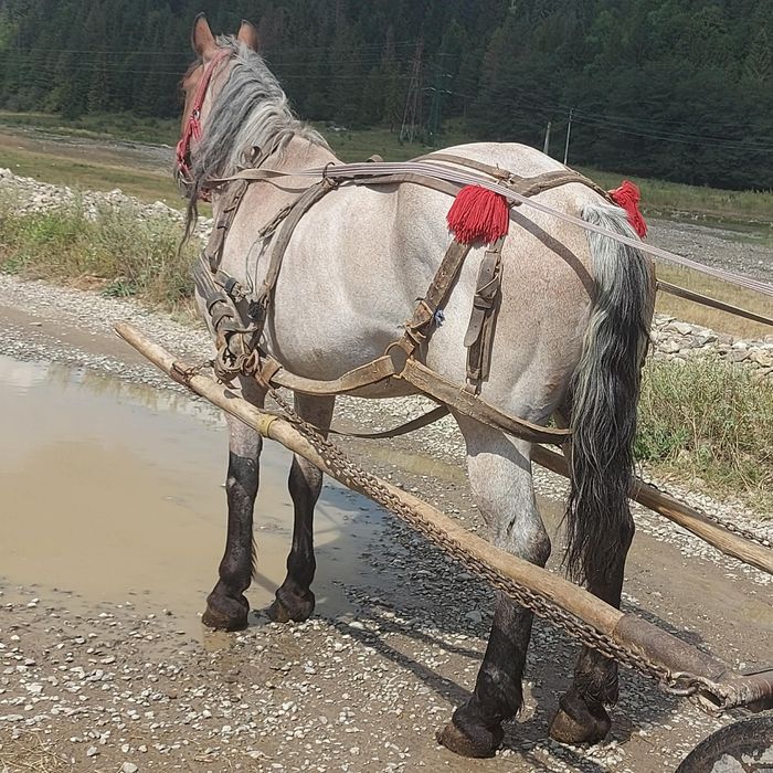 Vând iapă blândă