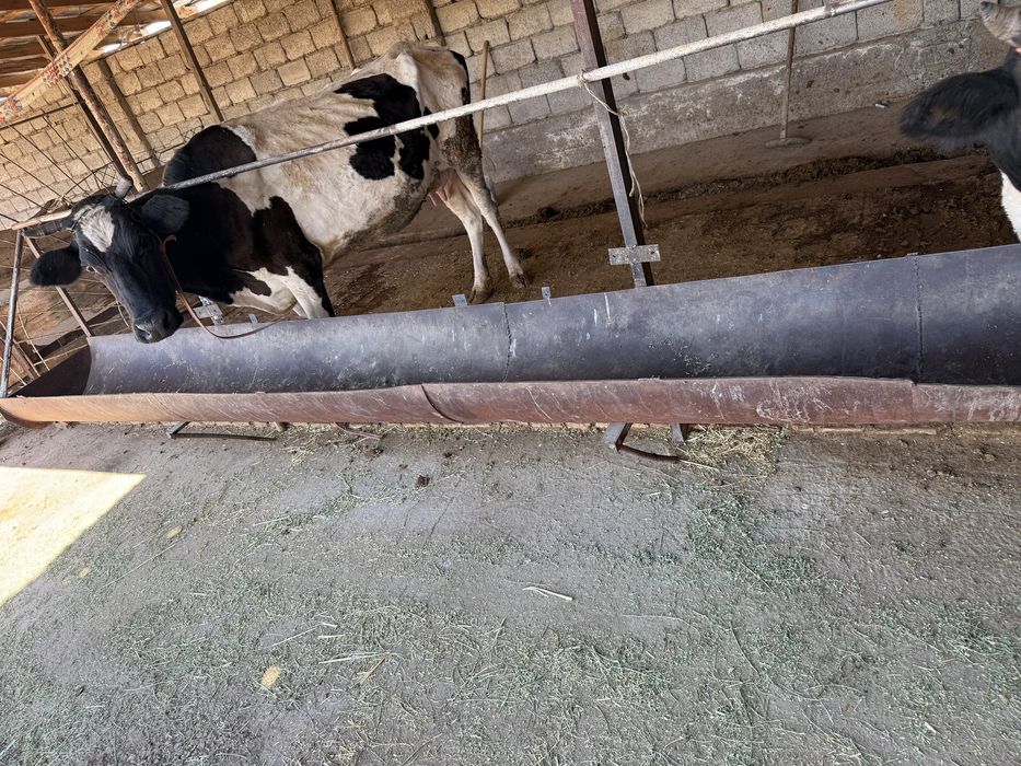 аттакыр науа сатылады