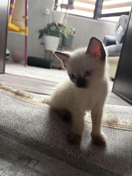 Отдам котенка мальчик