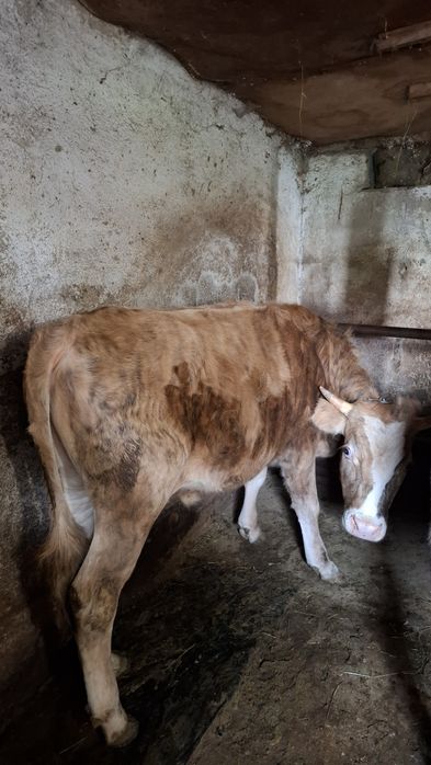 Продам быка стоит на откоруме