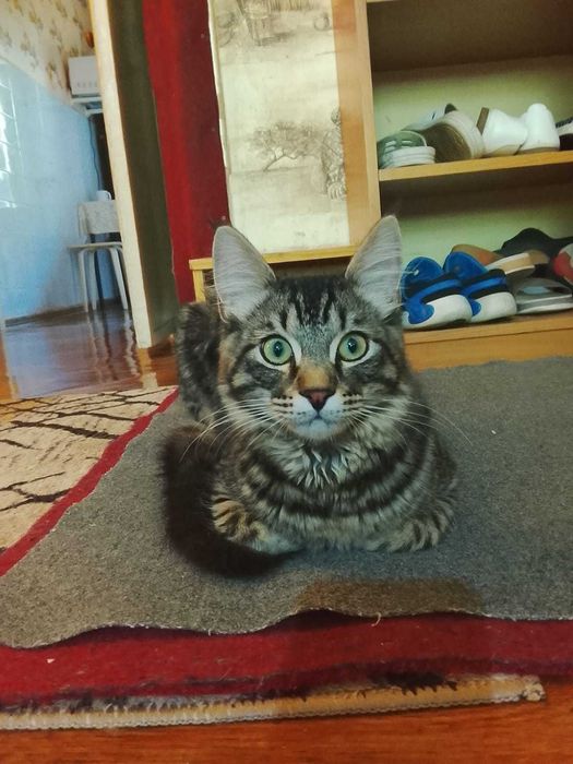 Котик Сириус 6 месяцев