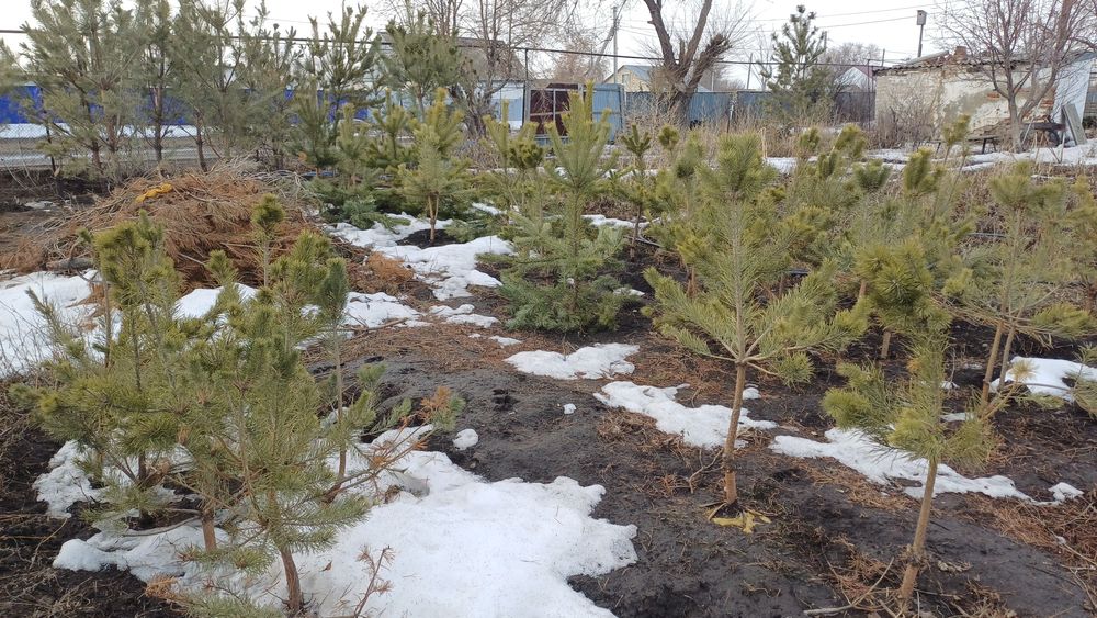 Продам сосны и др