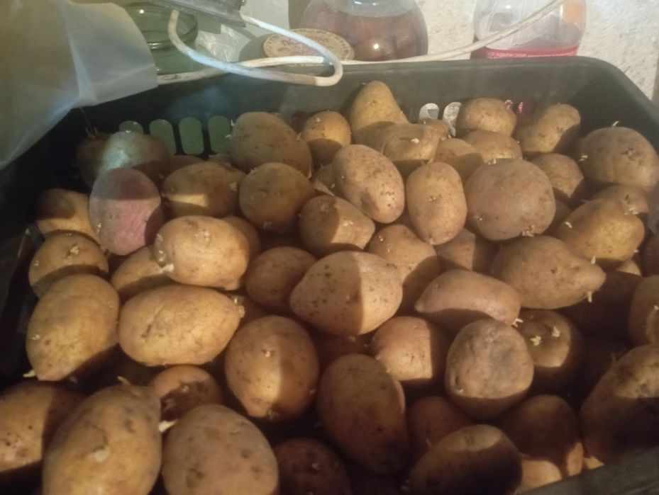 Продам семенную картошку