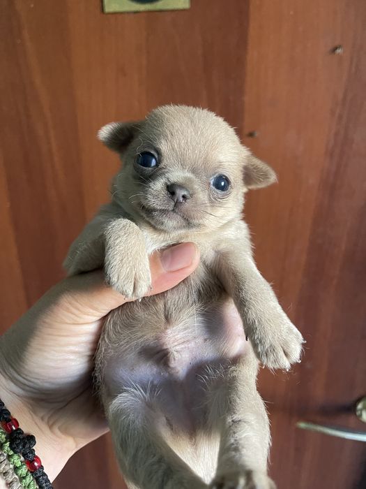 Шикарный мини  мальчик чихуахуа!