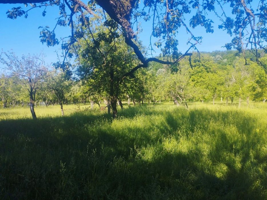 Vand 86 ari teren intravilan in Buciumi