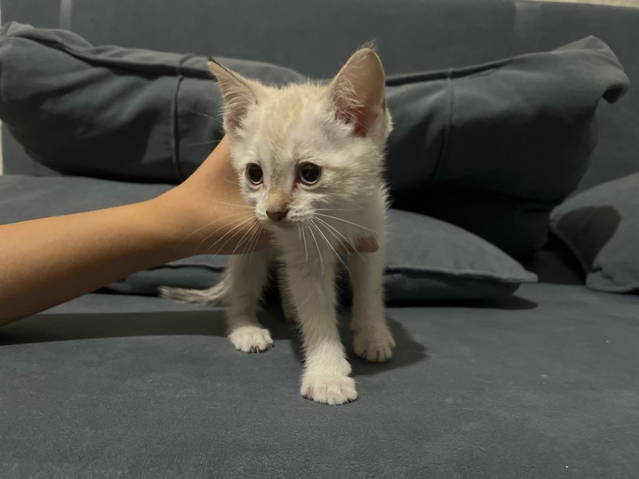 Отдадим котят в добрые руки