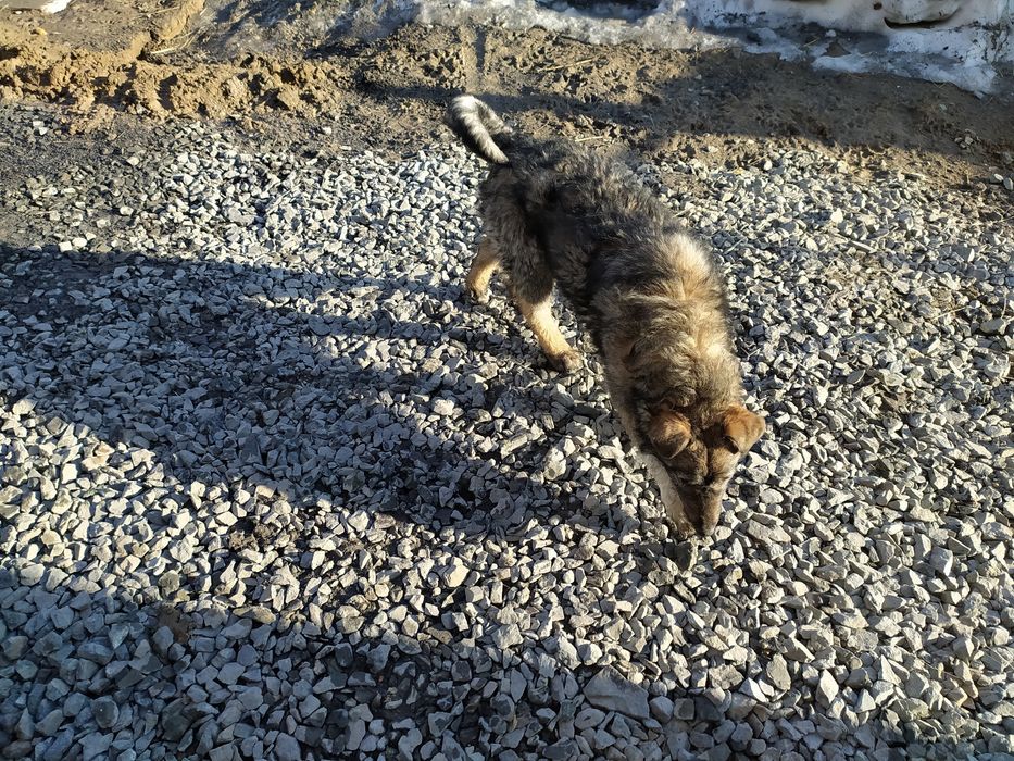 Отдам щенка девочку 6 месяцев.