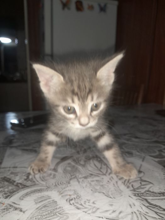 Отдам даром котят