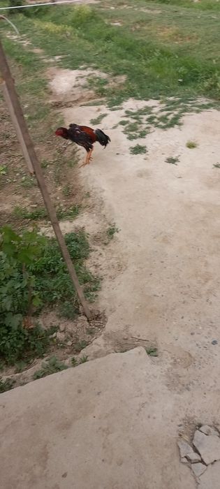 Toza huroz 11 oylik 4 kg endi qichqiryapti 2ta yutug'i bor.hozi tulakd