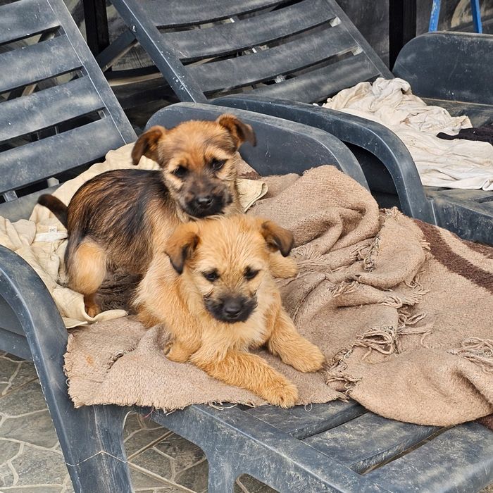 DONEZ 3 căței vaccinați, deparazitati