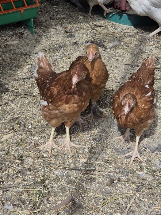 Продаётся куры несушки.