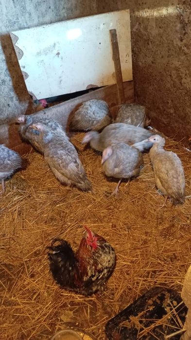 Vind sau schimb cu cereale