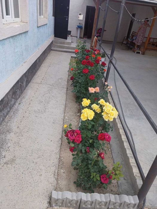 Ақтау қызыл-төбе  балауса көшесі