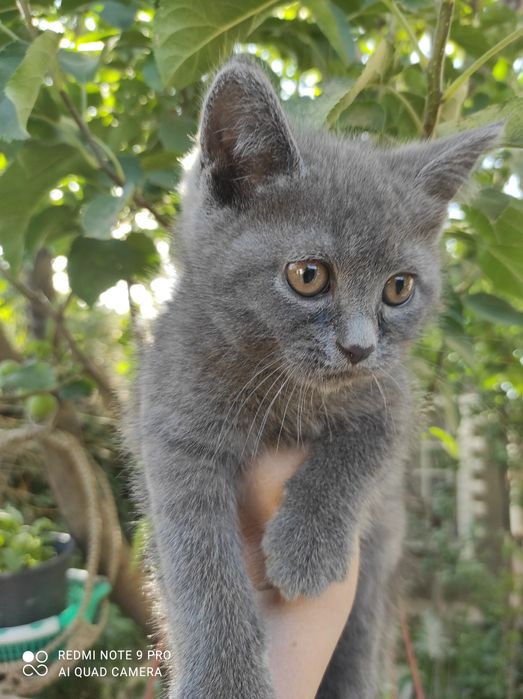 Котята скотиш страйт