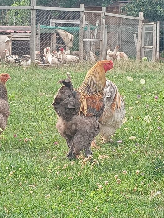 Găini brahma potârnichiu