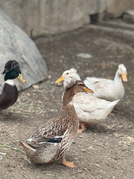 Пекинский doppili ordaklar sotiladi