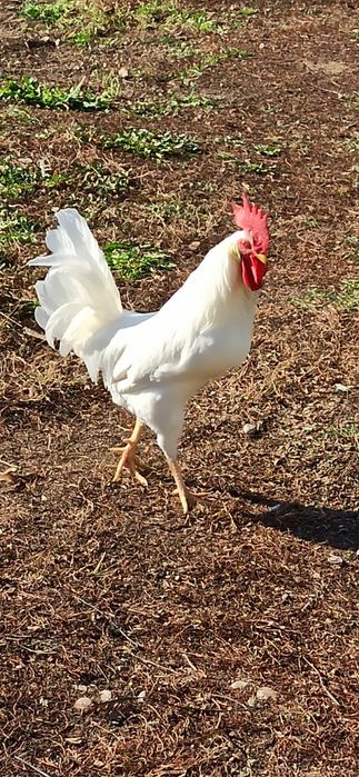 Куры Хаисекс уаит малодки