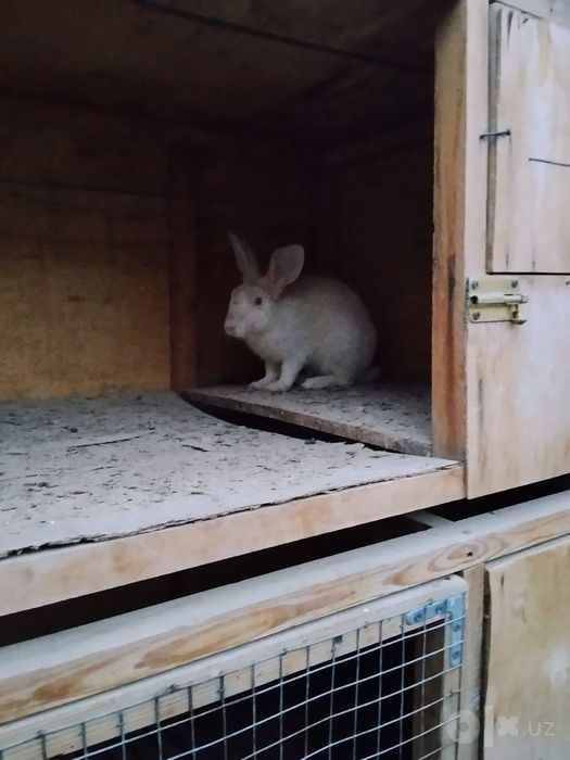 Quyonlar va maxsus quyon qafasi sotiladi  Quyonlar va kletka
