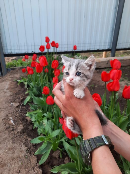 Котик ищет своих родителей