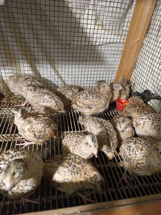 Prepelițe Jumbo gold