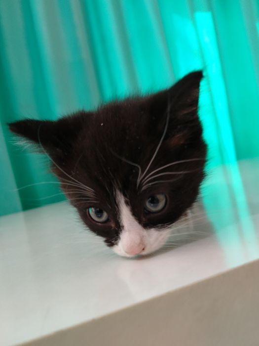 Отдам котят в хорошие руки