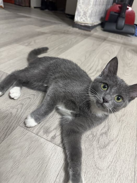 Отлами в добрые руки