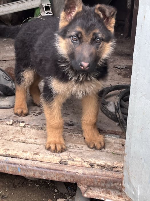 Немецски овчарка щенок