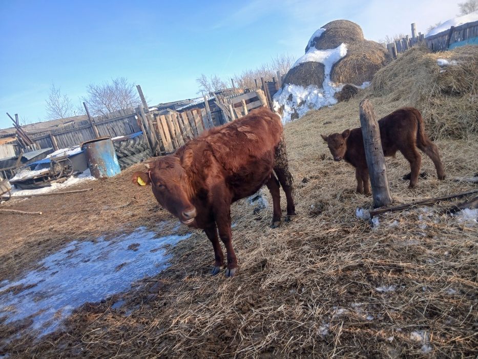 Продам первотелку с теленком (бычок)