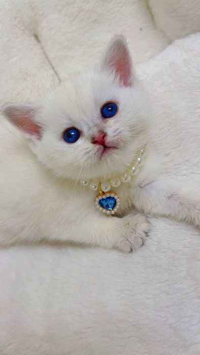 Qarshi mushukcha strayt