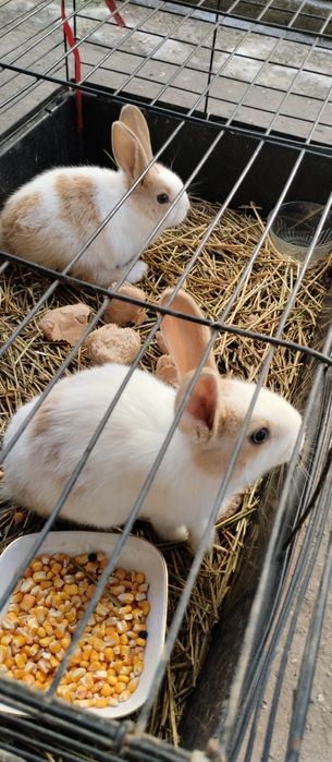 Vând pui iepuri hycole