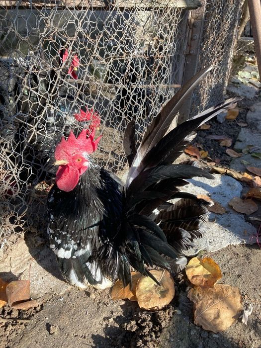 Ouă din păsări chabo bobat pt closcă sau clocitoare de vânzare!