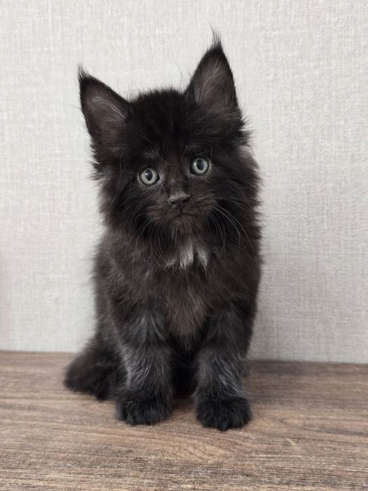 Шикарный мальчик мейн-куна