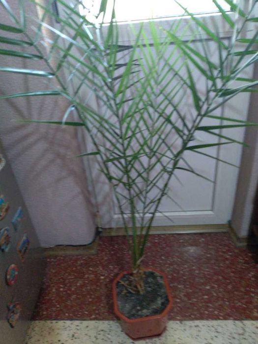 Дифенбахия --Дифенбахия --