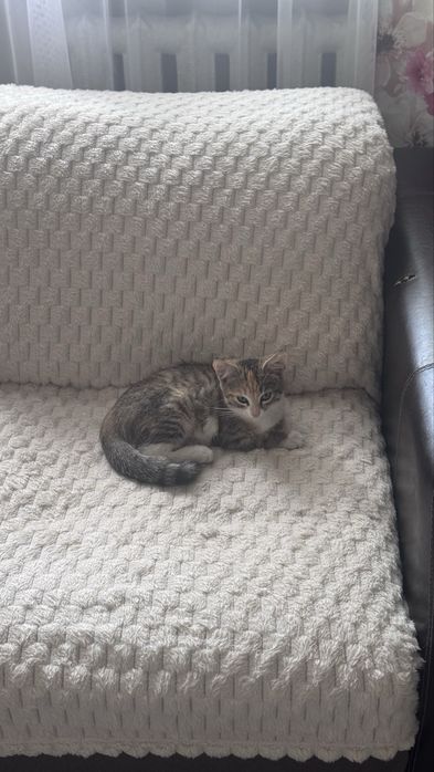 Одам кошку 2 месяца