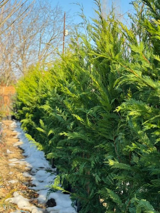 Tuia leylandii inaltime 2.50m 2.80m