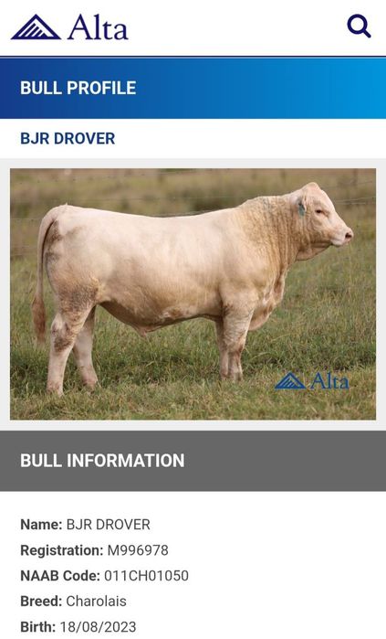 Семя быка из Америки Алта Генетик Suniy urug‘lar