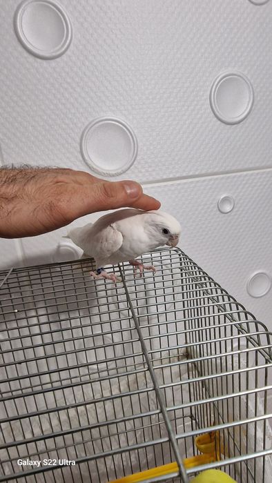 мъжки папагал корела