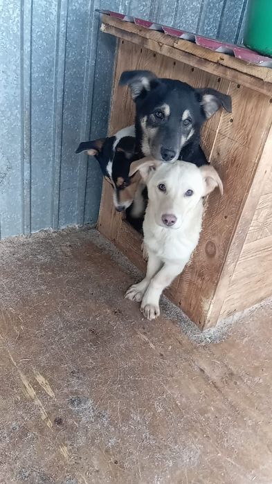 Щенки по 7 месяцев