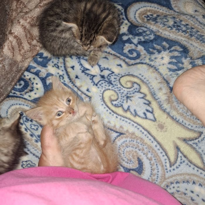 Отдам котят даром
