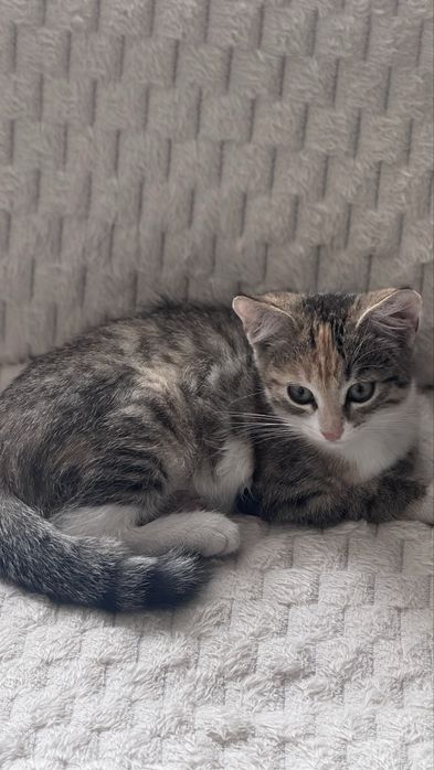 Одам кошку 2 месяца