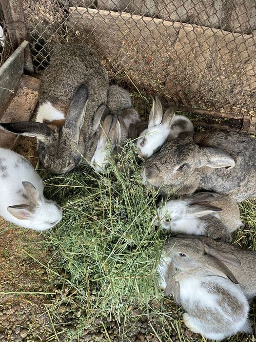 Крольчата 1 месяц,1.5 месяц