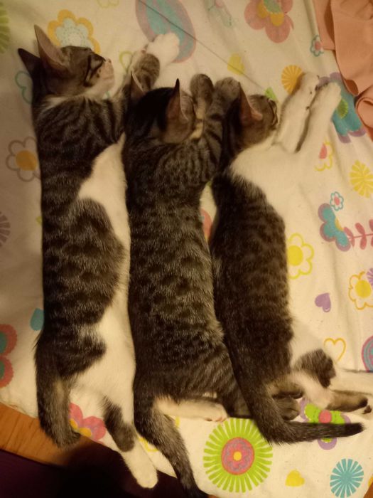Adoptie pui de pisica